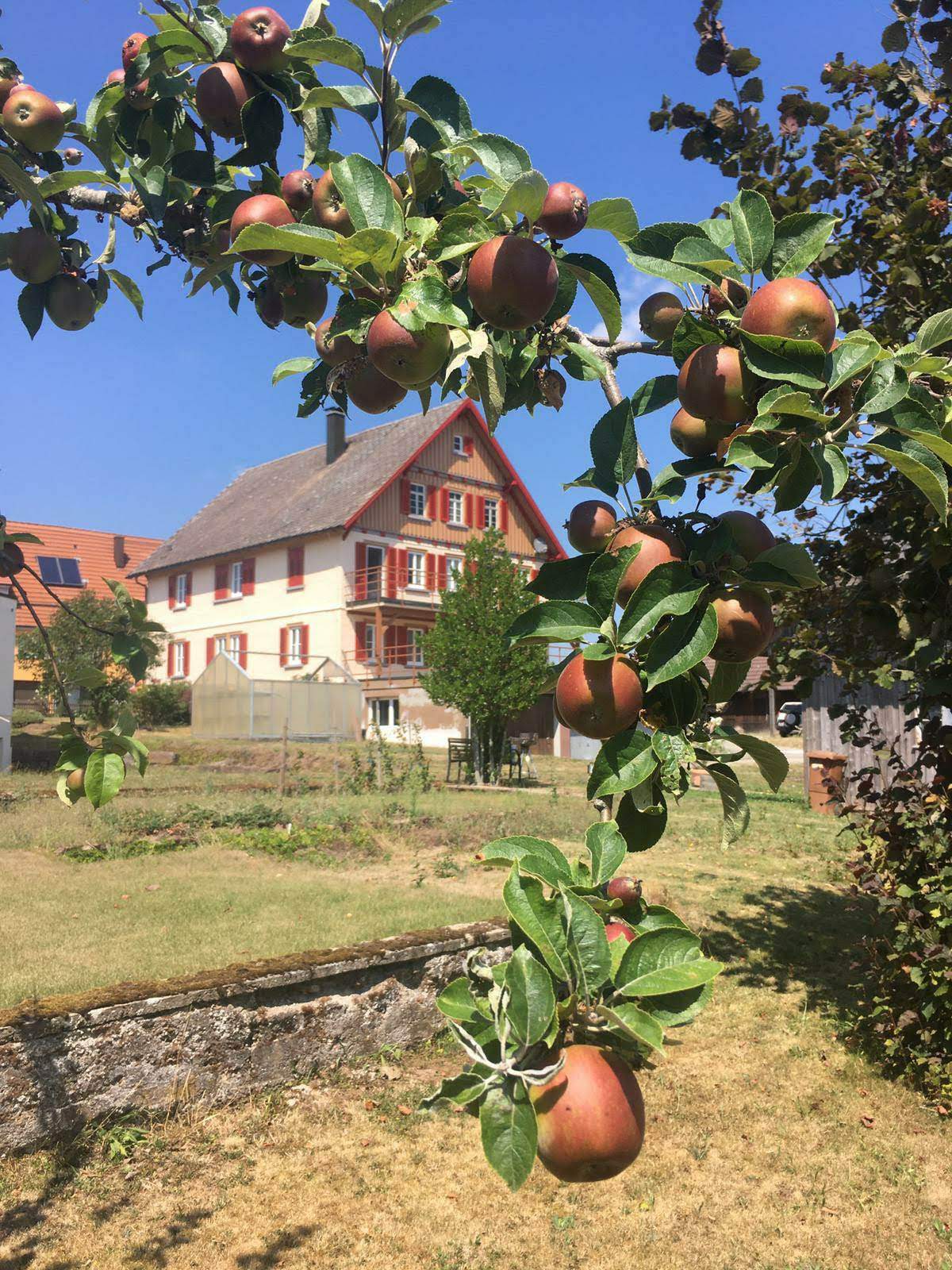 Der Schanzenhof mit Apfelbaum